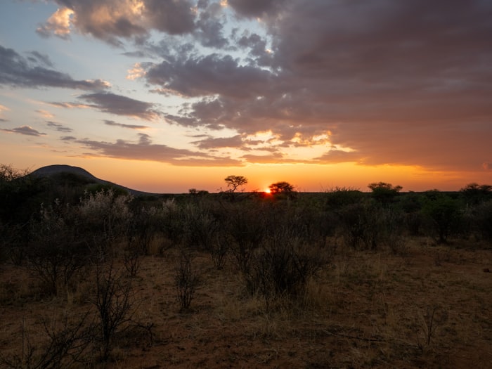 Sunset over the South African bushveld