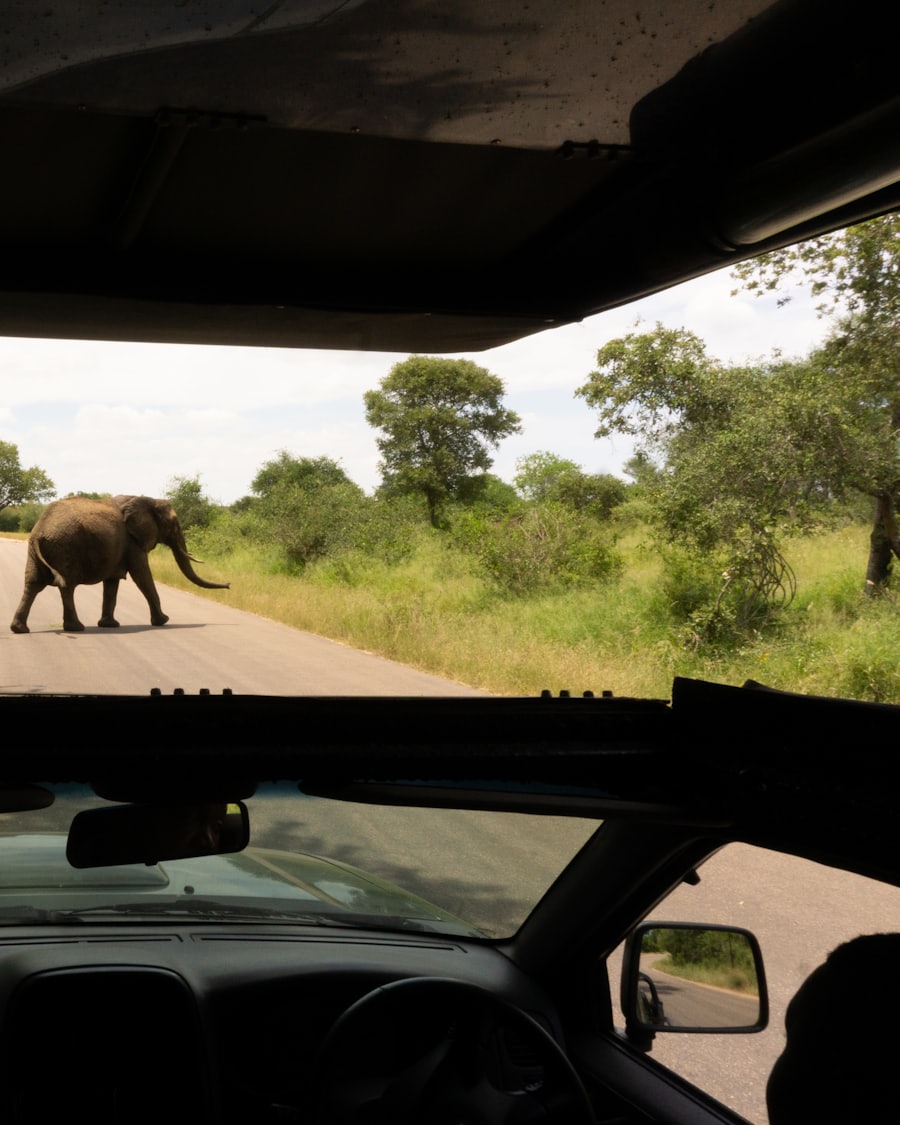 Elephant crossing the road on safari in Kruger National Park