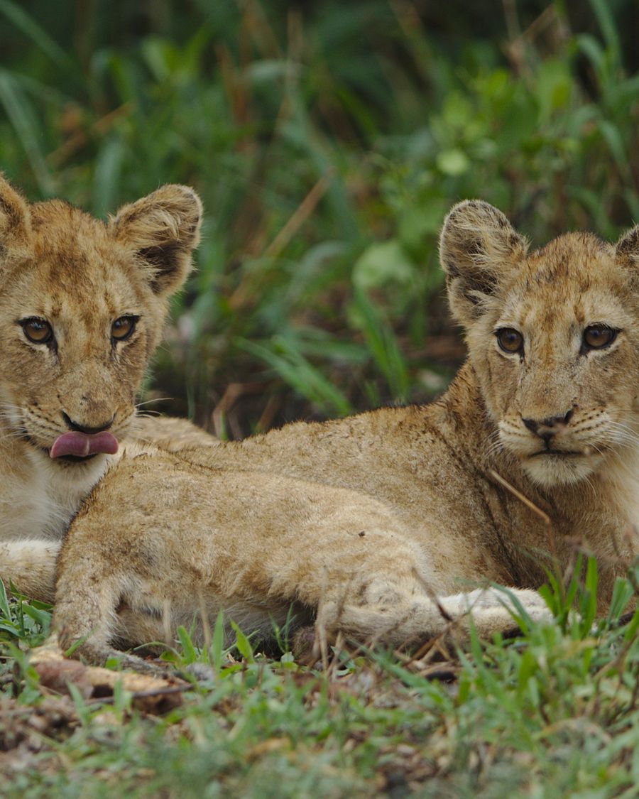 Lion at a South African wildlife park