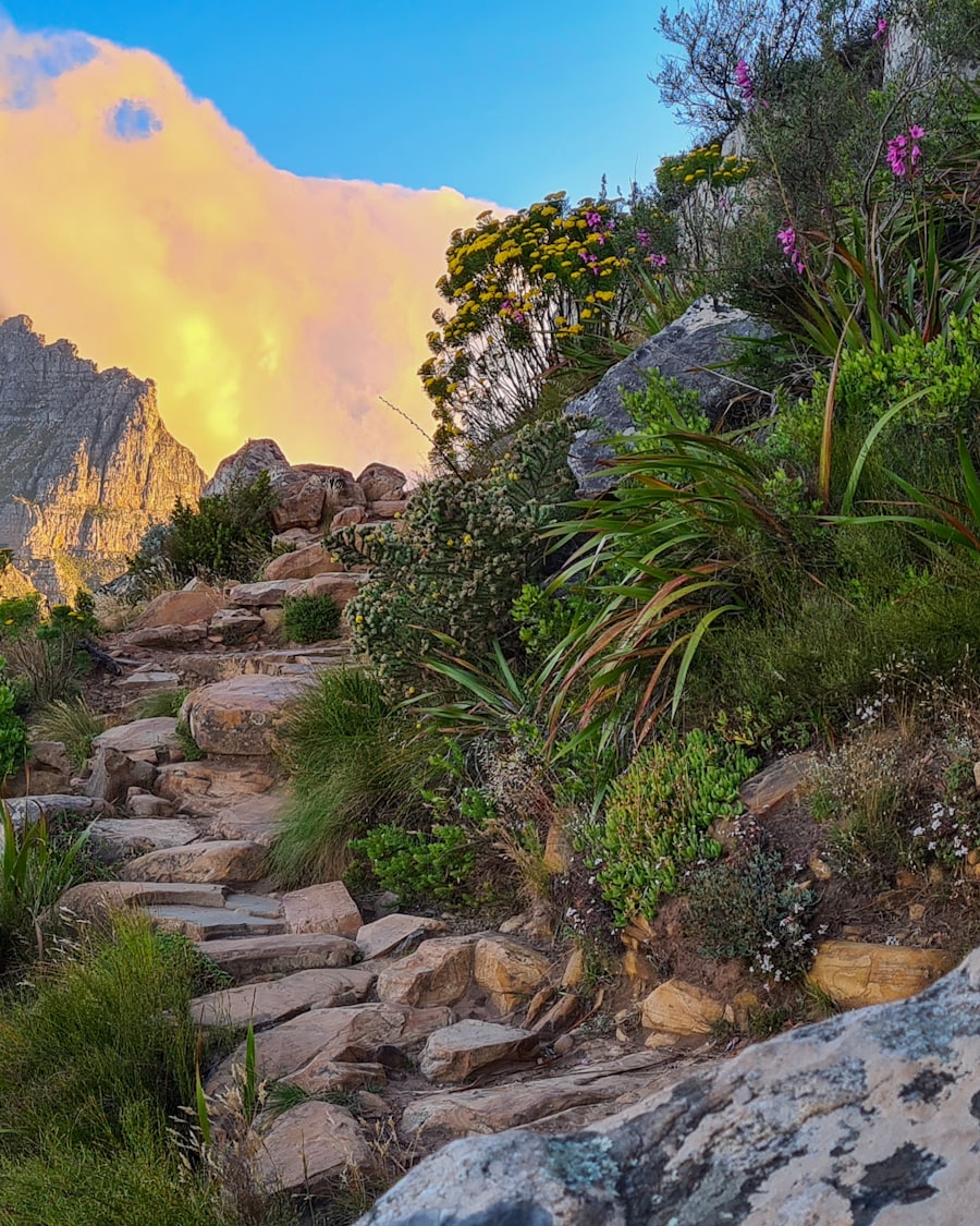 Hiking trail on Lion's Head, Cape Town