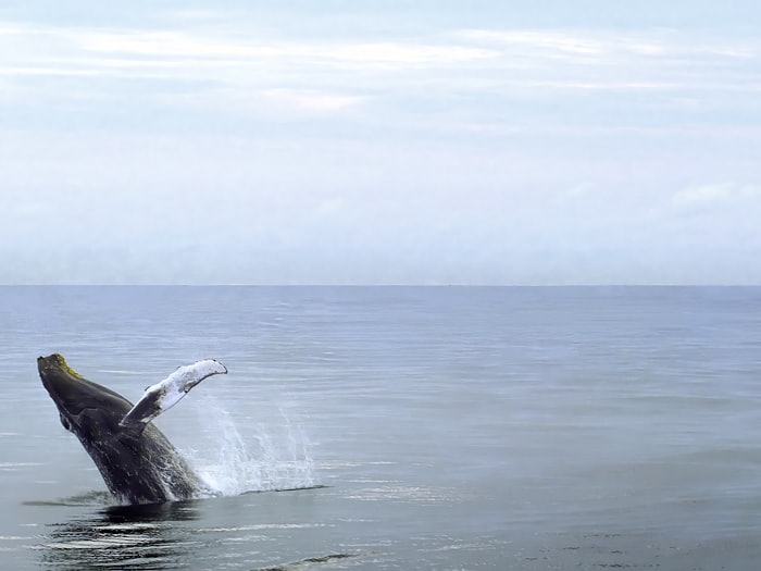 Whale breaching off the Cape coastline
