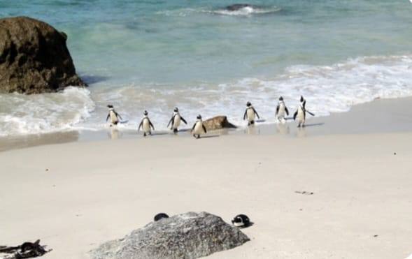 African penguins at Boulders Beach, Cape Town