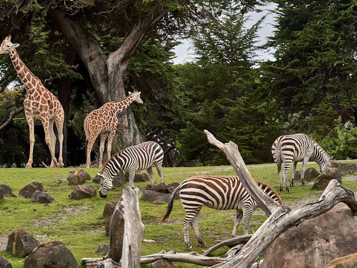 Giraffe and zebra on safari in South Africa